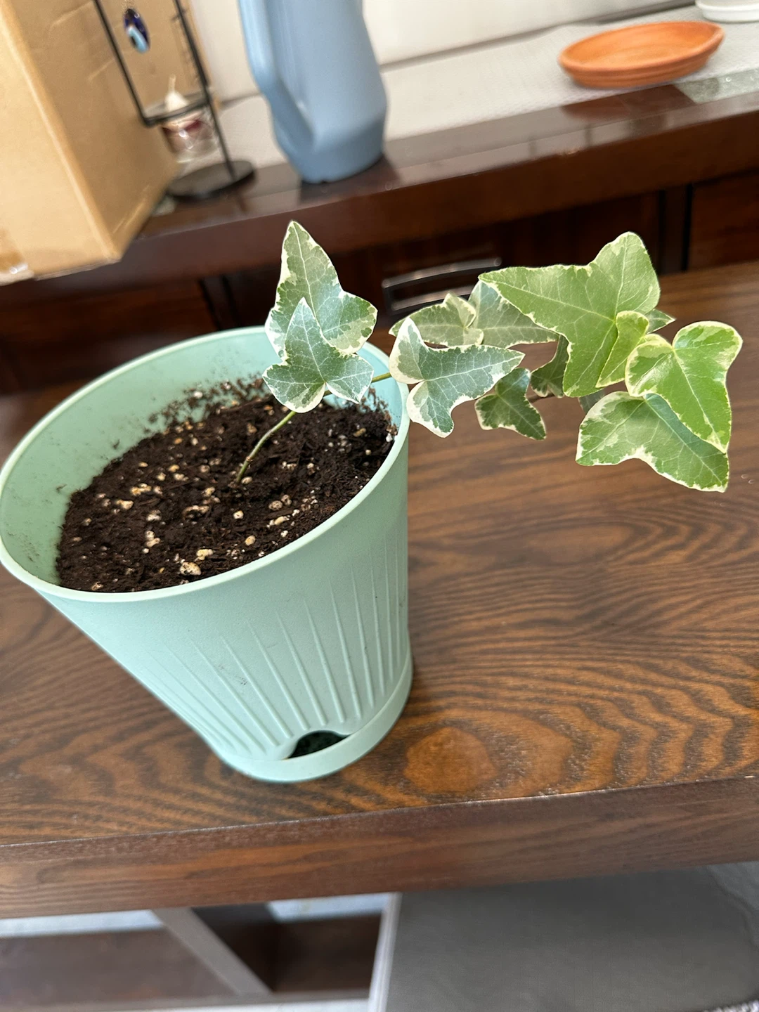Variegated English Ivy Plant