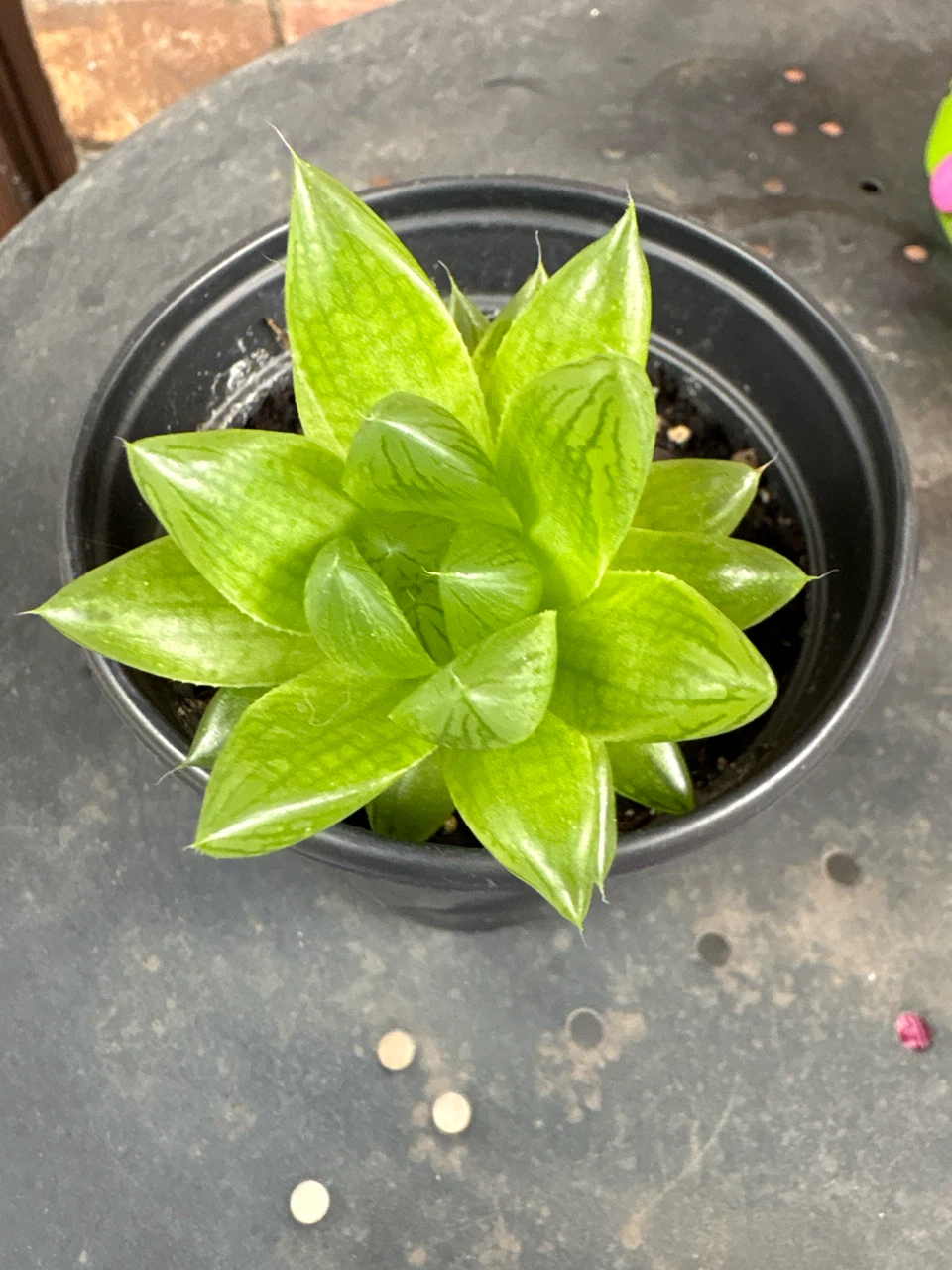 Haworthia Plant in Pot