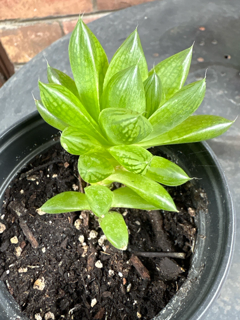 Haworthia Plant in Pot - photo 2