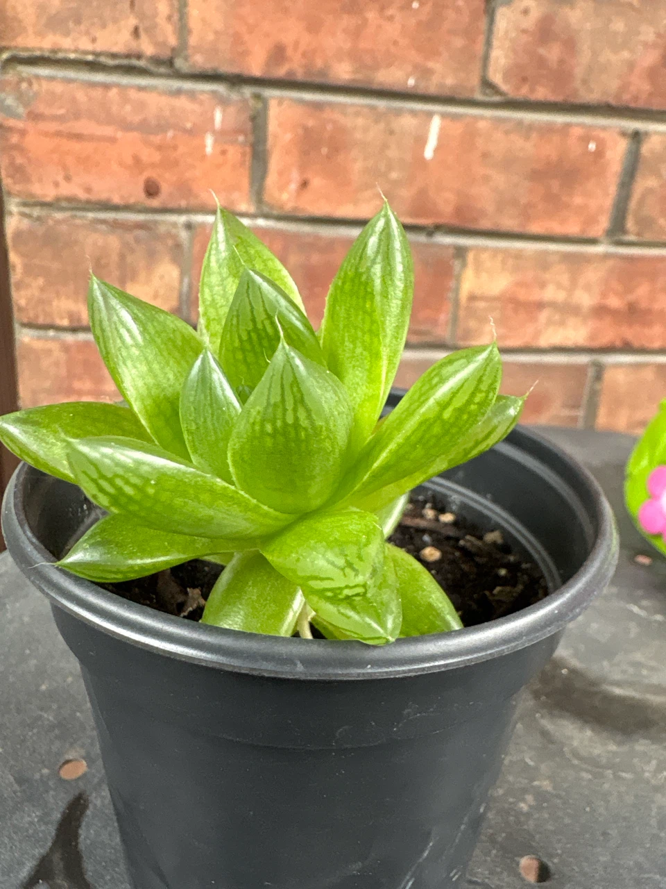 Haworthia Plant in Pot - photo 3
