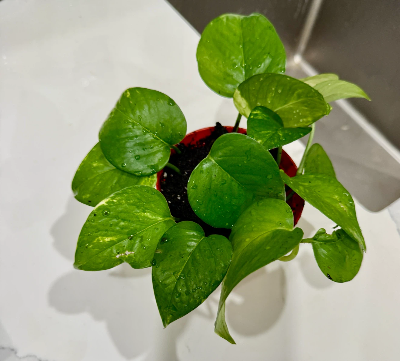 Very healthy Golden Pothos Plant