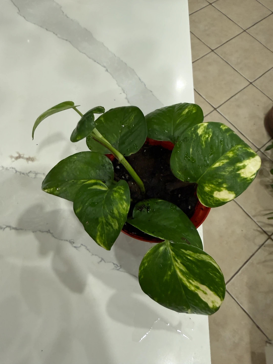 Very healthy Golden Pothos Plant - photo 2