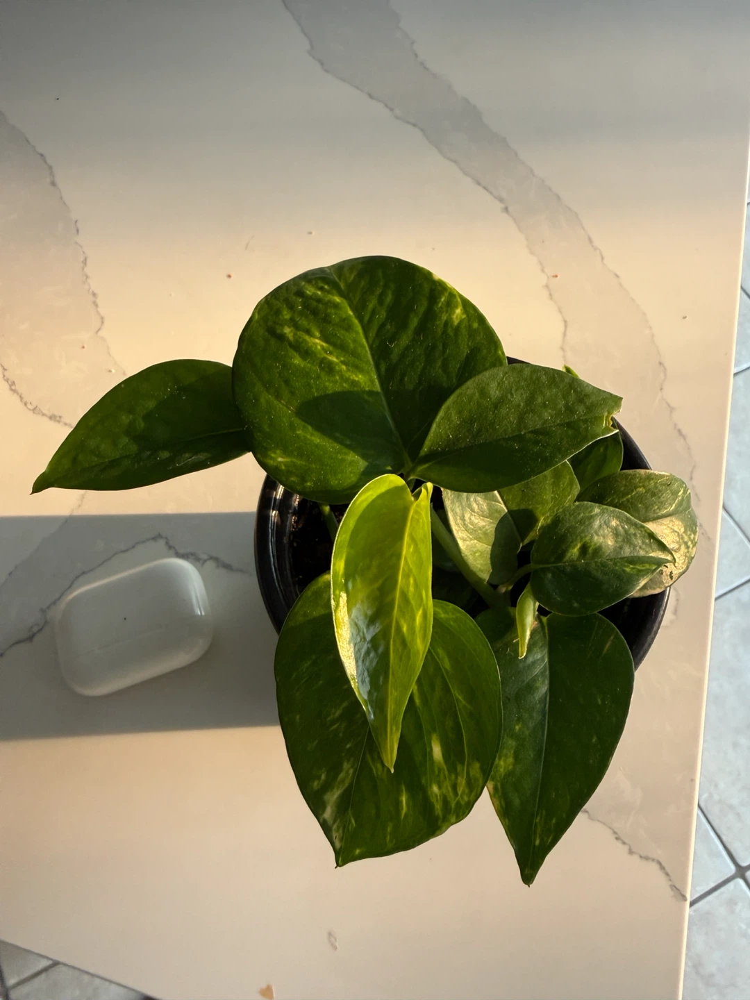 Very healthy Golden Pothos Plant - photo 3