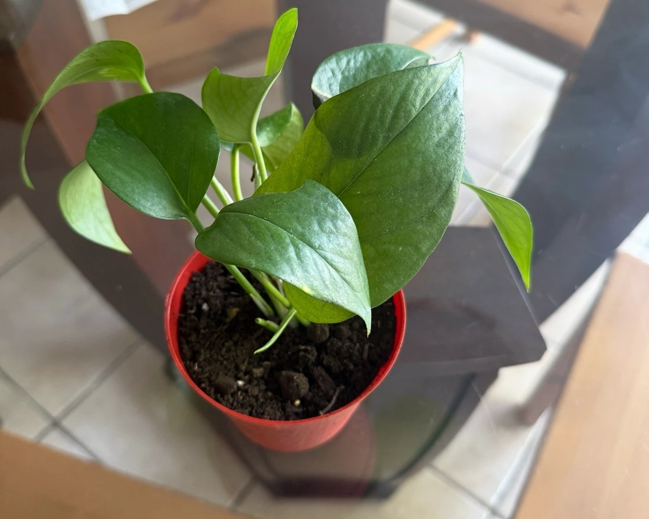 Very healthy Golden Pothos Plant - photo 4