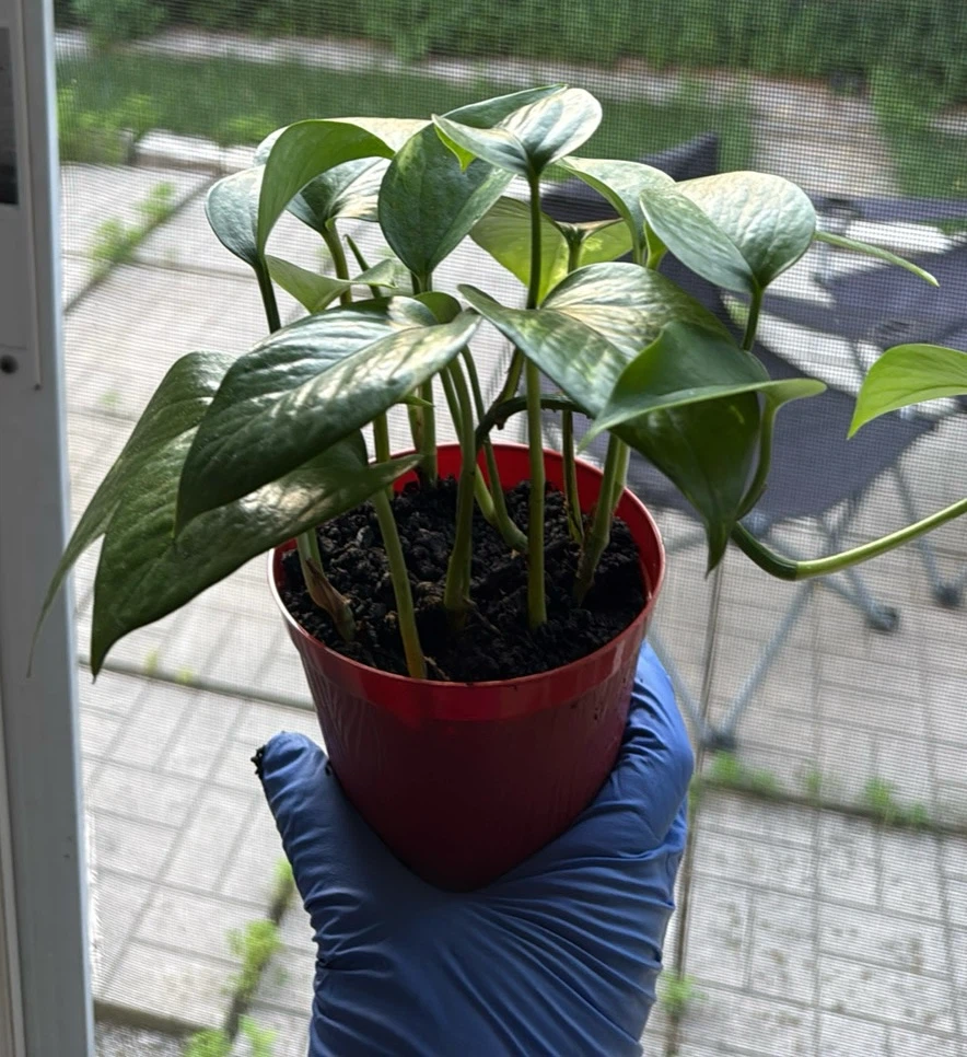 Very healthy Golden Pothos Plant - photo 5