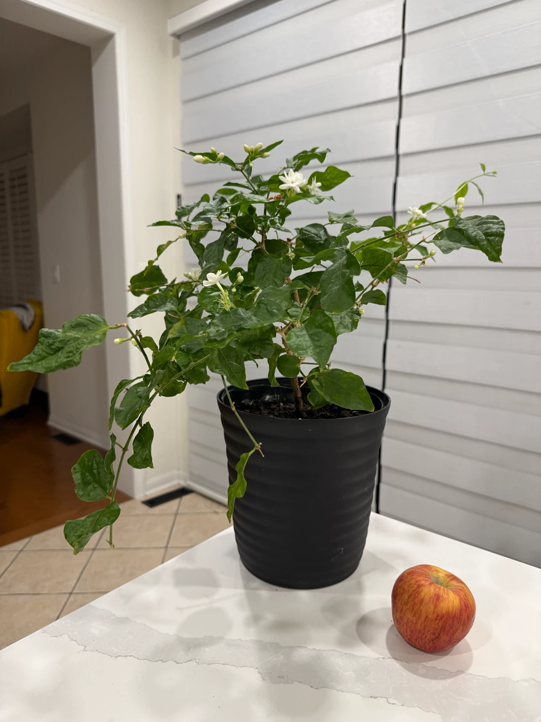 Big Flowering Jasmine Plant in Black Pot