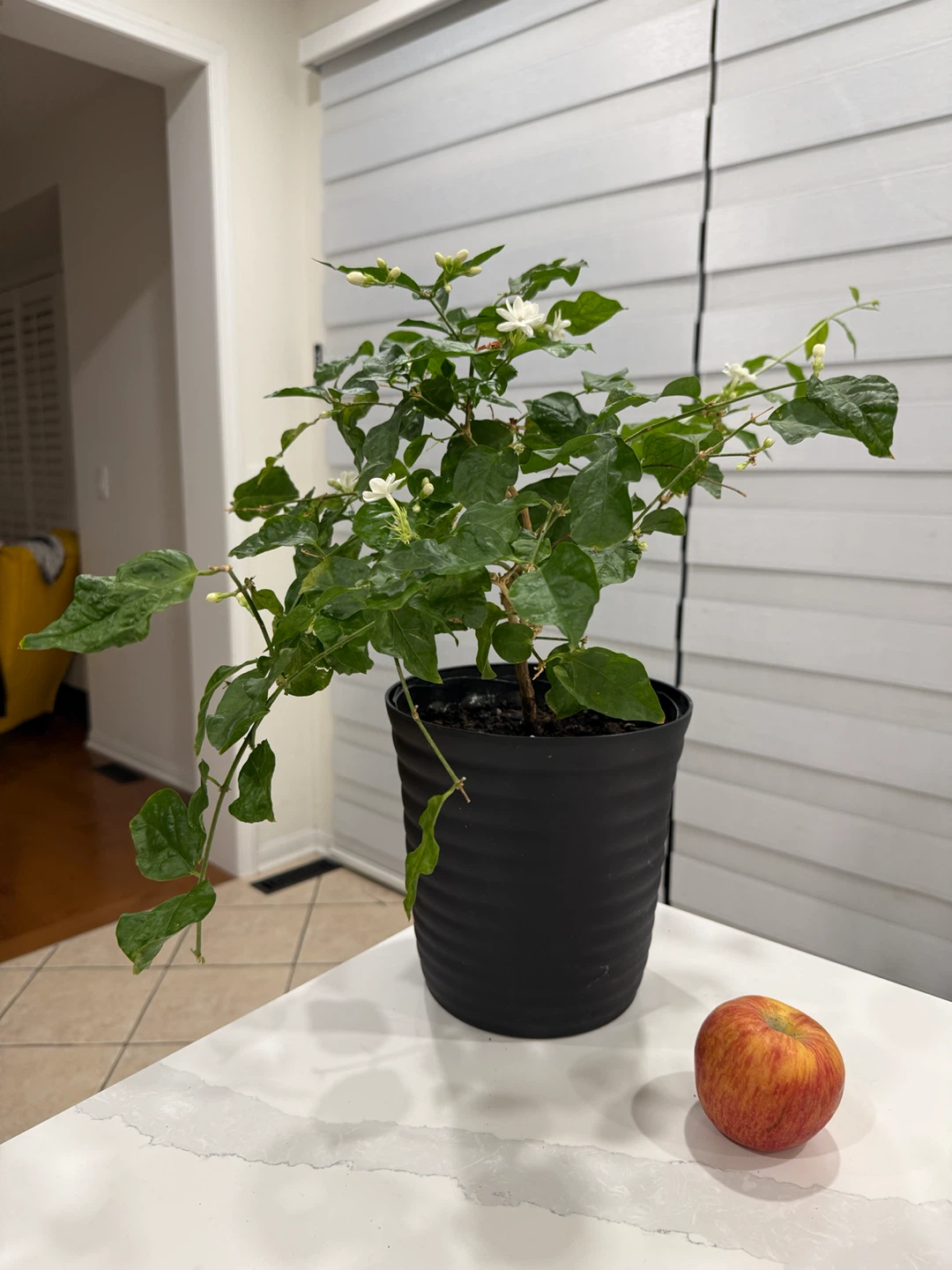 Big Flowering Jasmine Plant in Black Pot - photo 2