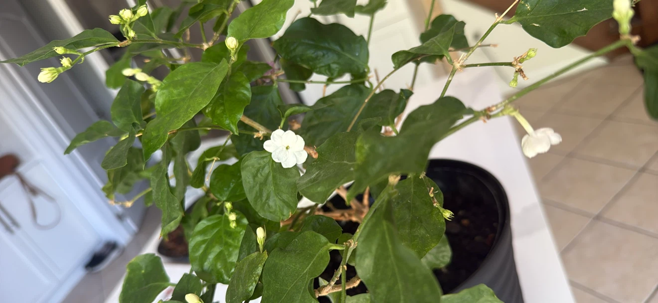 Big Flowering Jasmine Plant in Black Pot - photo 3