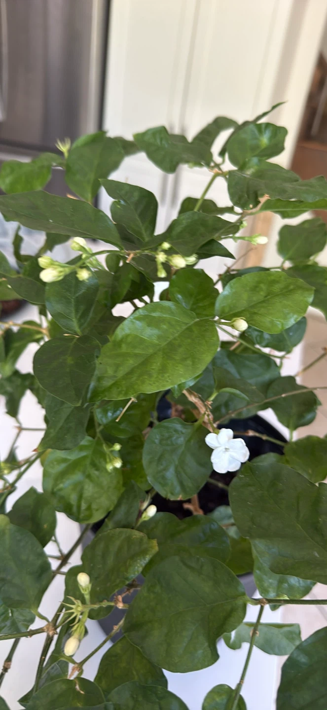 Big Flowering Jasmine Plant in Black Pot - photo 4