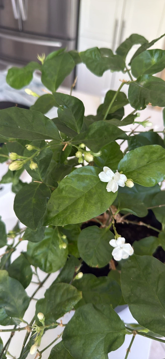 Big Flowering Jasmine Plant in Black Pot - photo 5