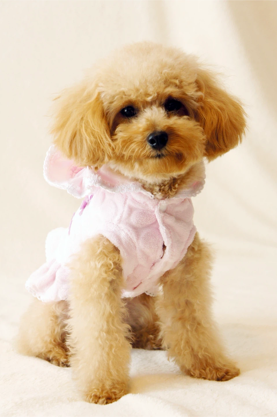 Pet Hoodie
