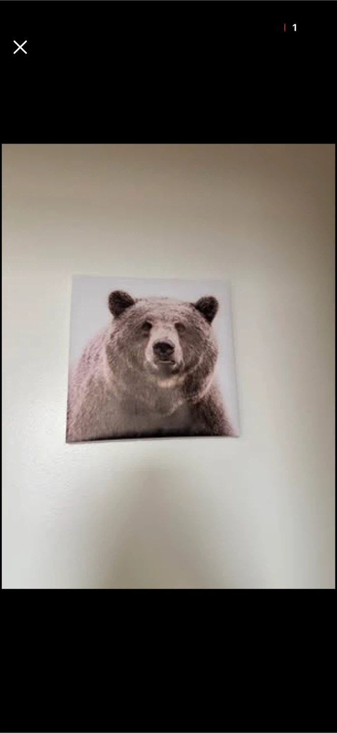 Grizzly Bear Wall Art Canvas Print