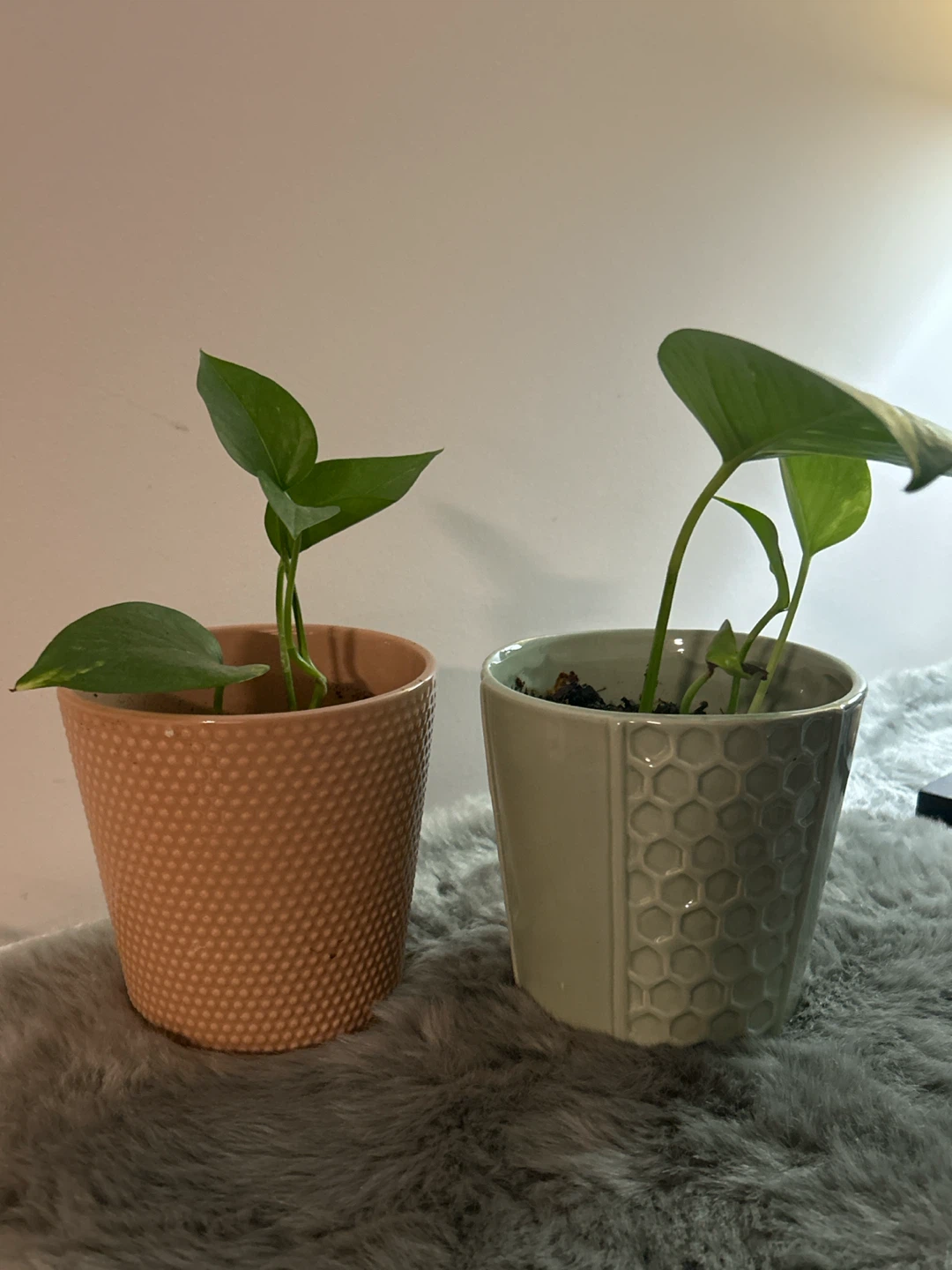 Two money Plants in Decorative Pots - photo 2