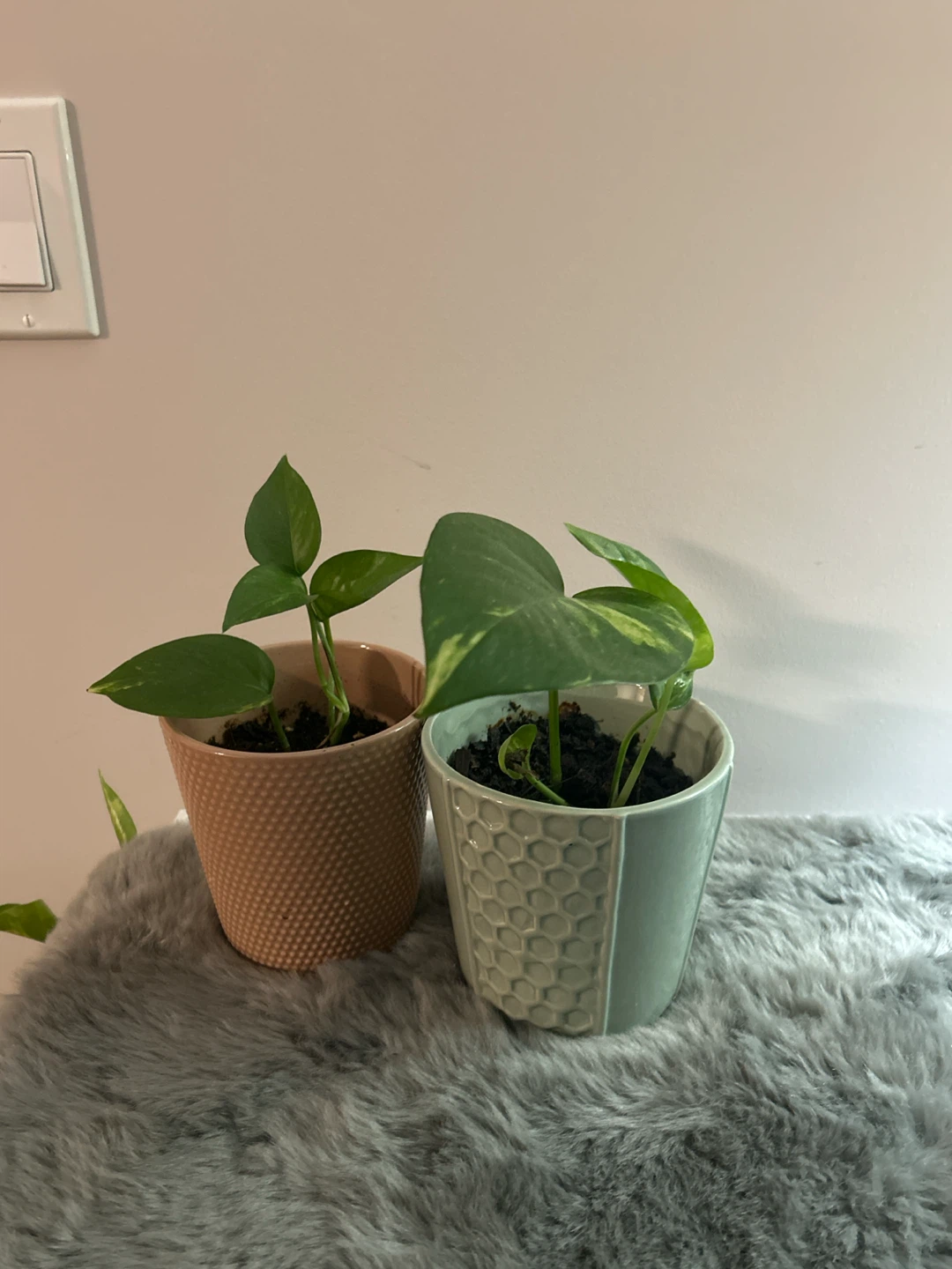 Two money Plants in Decorative Pots