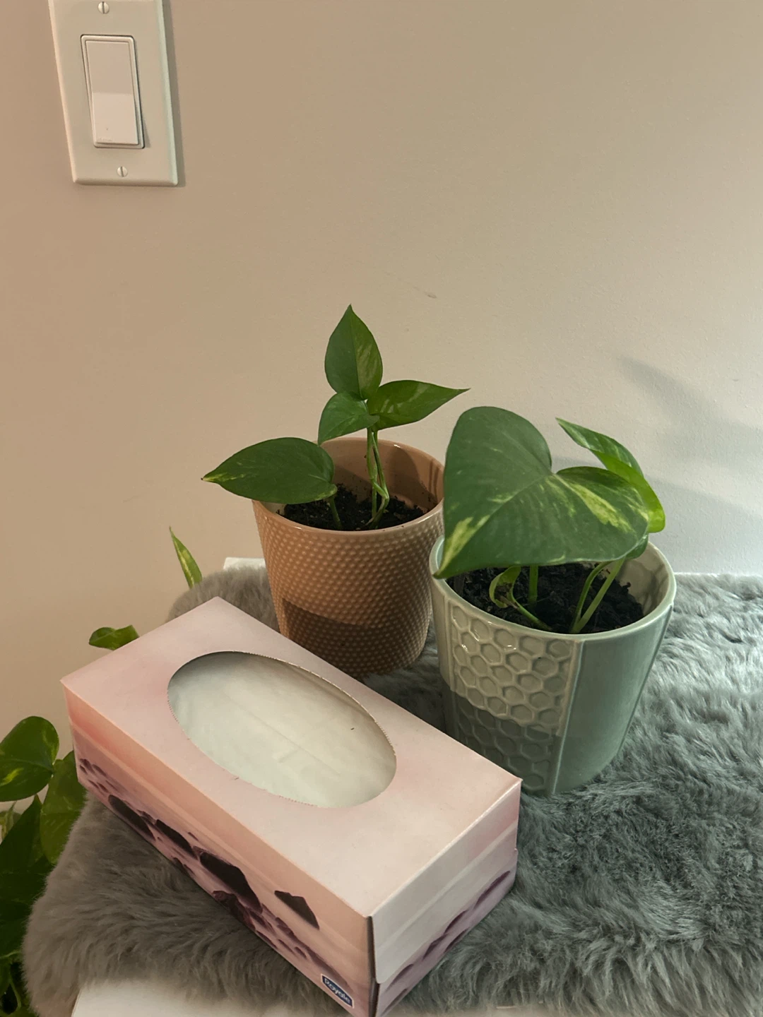 Two money Plants in Decorative Pots - photo 4