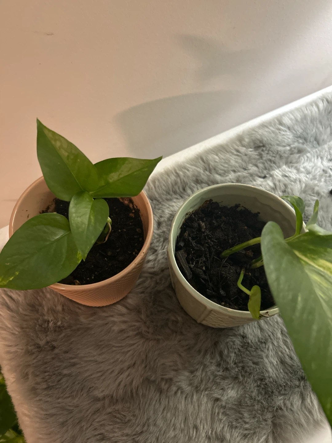 Two money Plants in Decorative Pots - photo 3