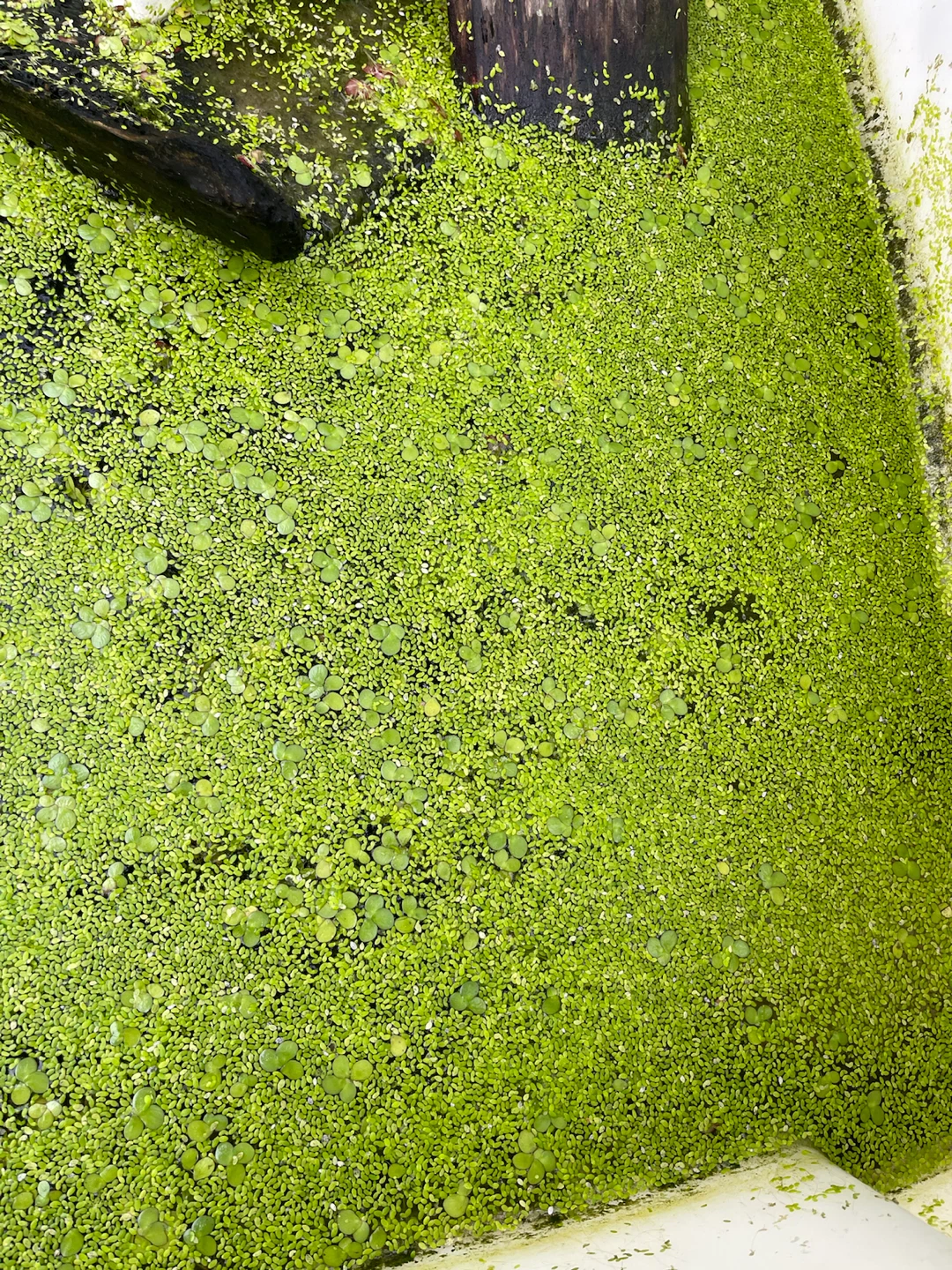 Duckweed Aquatic Plants