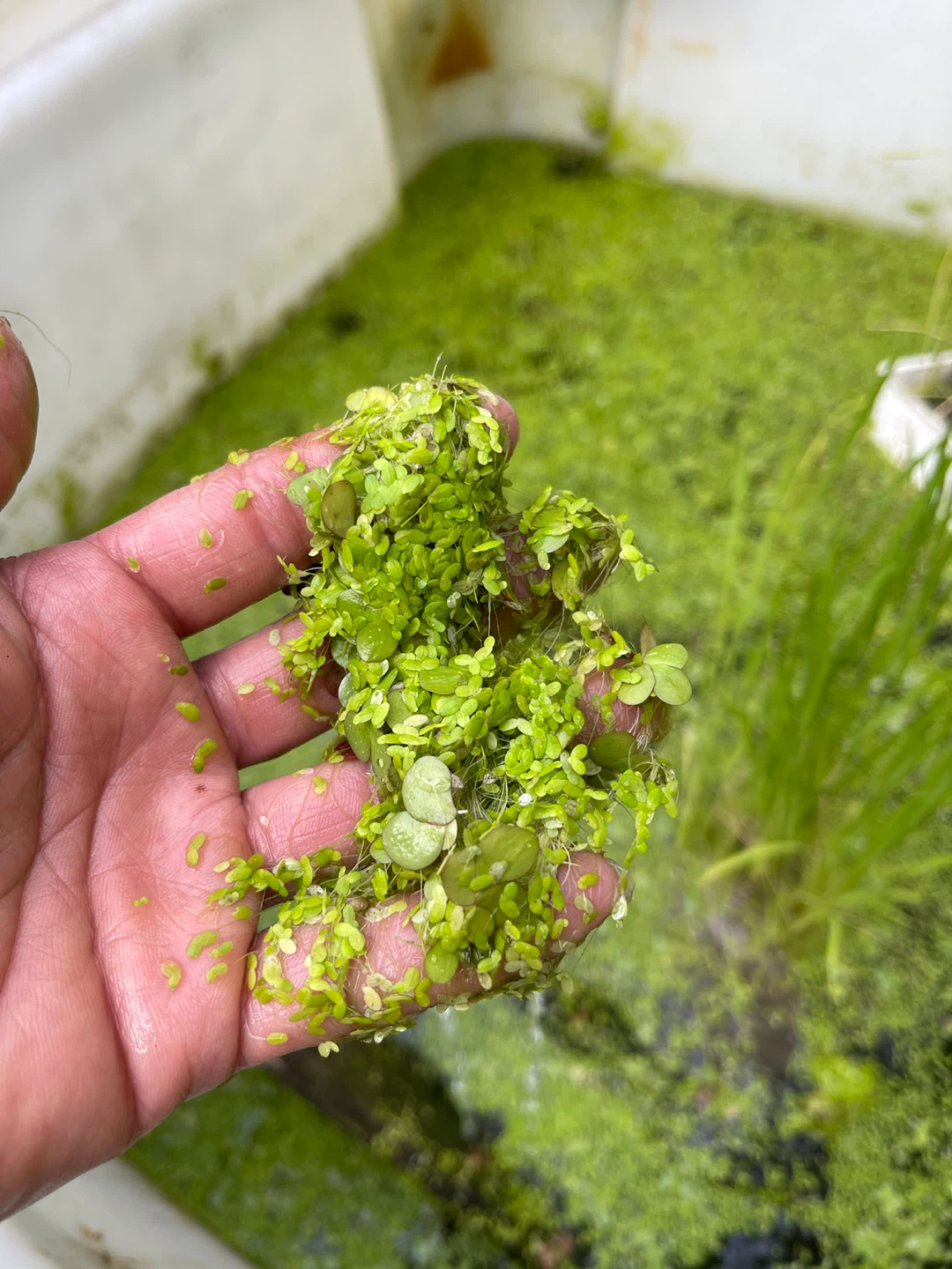 Duckweed Aquatic Plants - photo 2