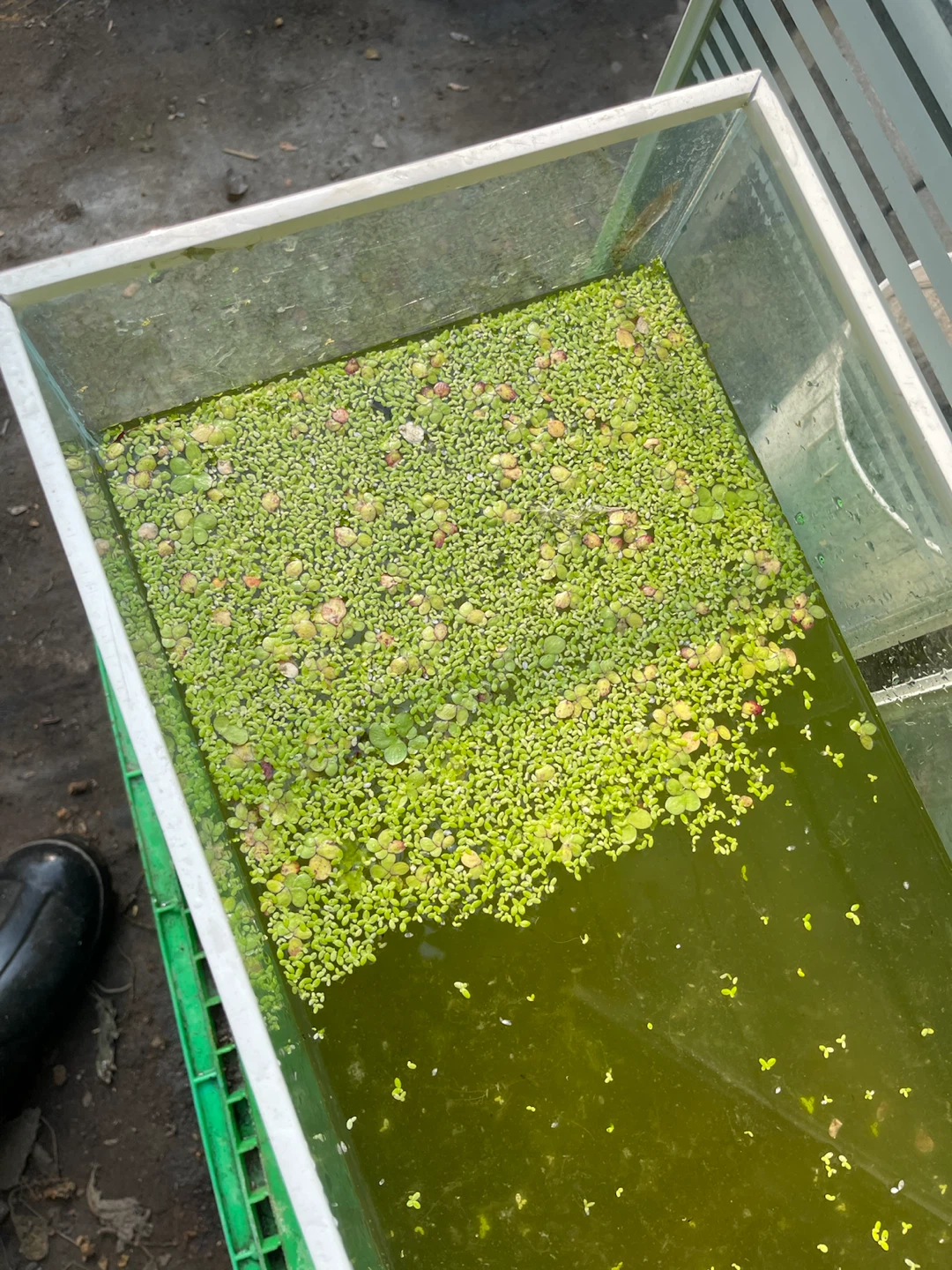 Duckweed Aquatic Plants - photo 3