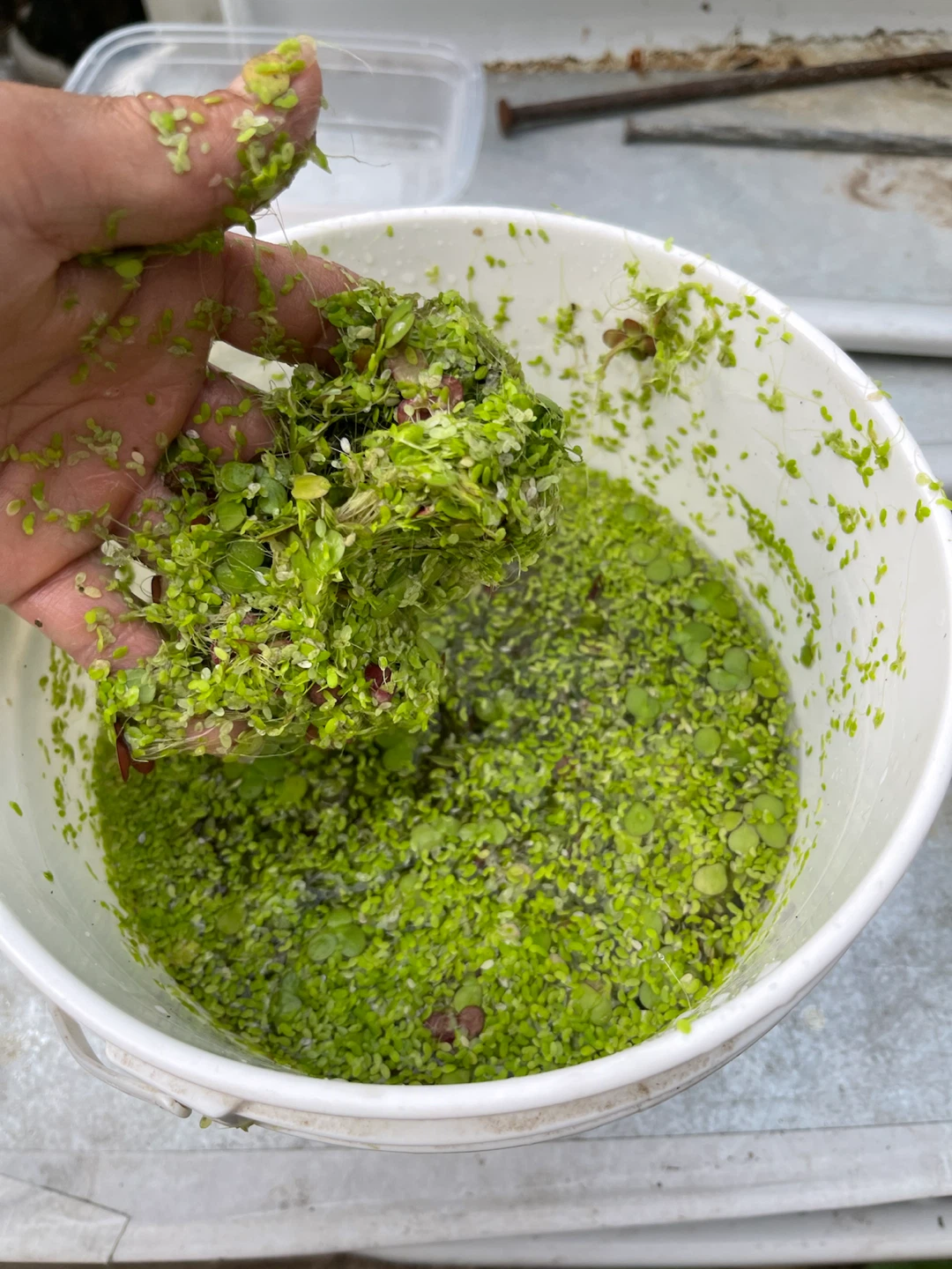 Duckweed Aquatic Plants - photo 4