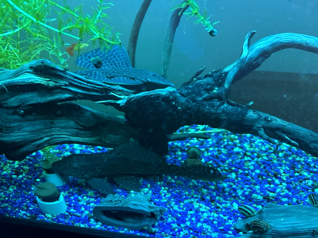 Live Aquarium Fish Tank Setup 70 Gal
