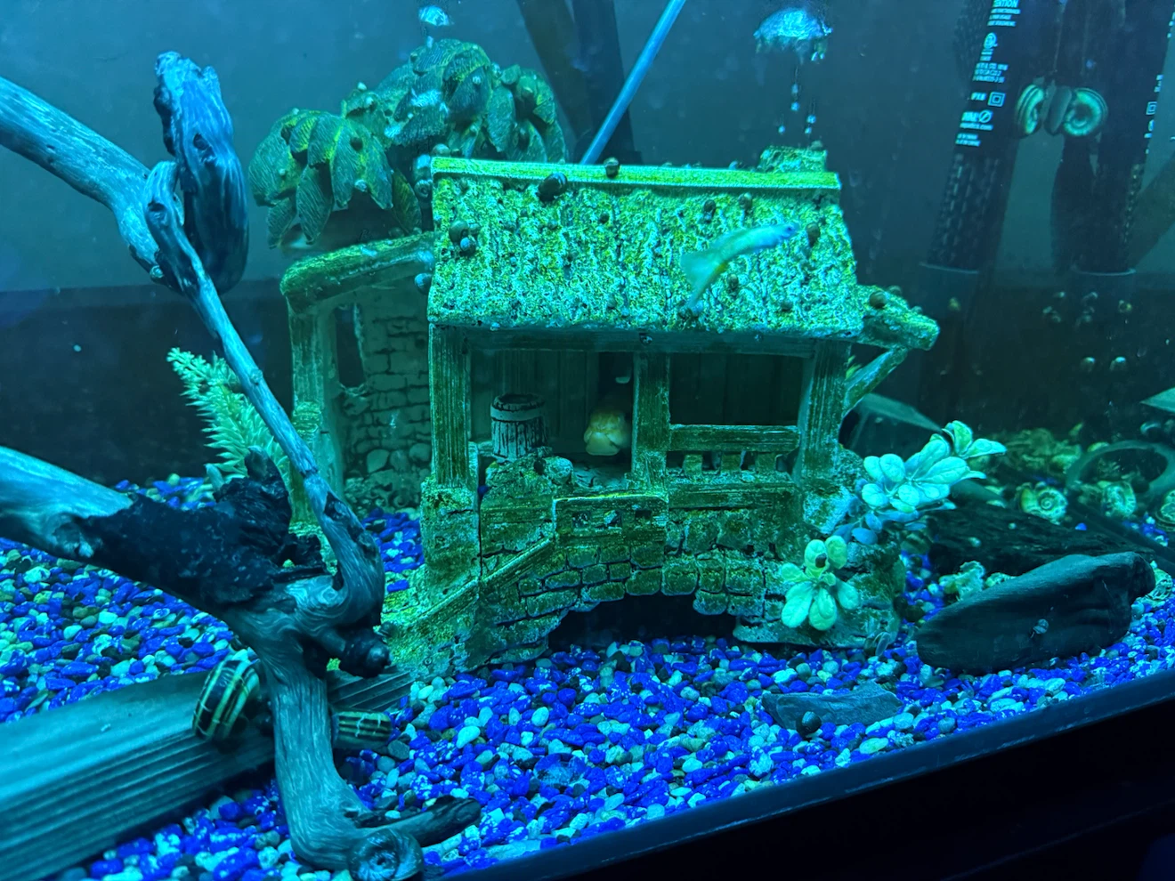 Live Aquarium Fish Tank Setup 70 Gal - photo 2