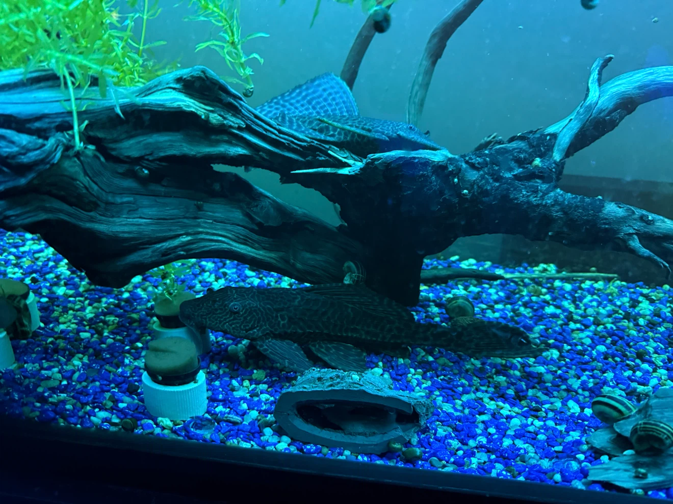 Live Aquarium Fish Tank Setup 70 Gal - photo 3