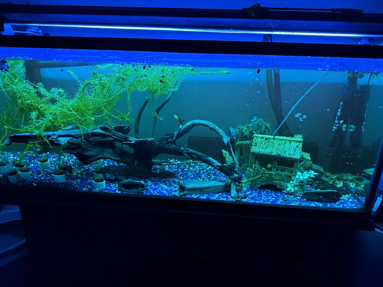 Live Aquarium Fish Tank Setup 70 Gal - photo 4