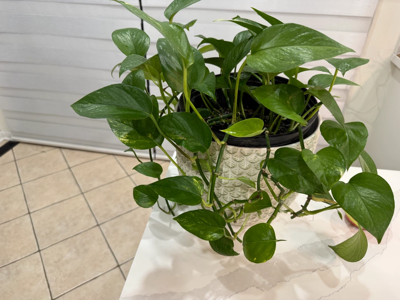 Big Pothos Plant in ceramic Textured Pot