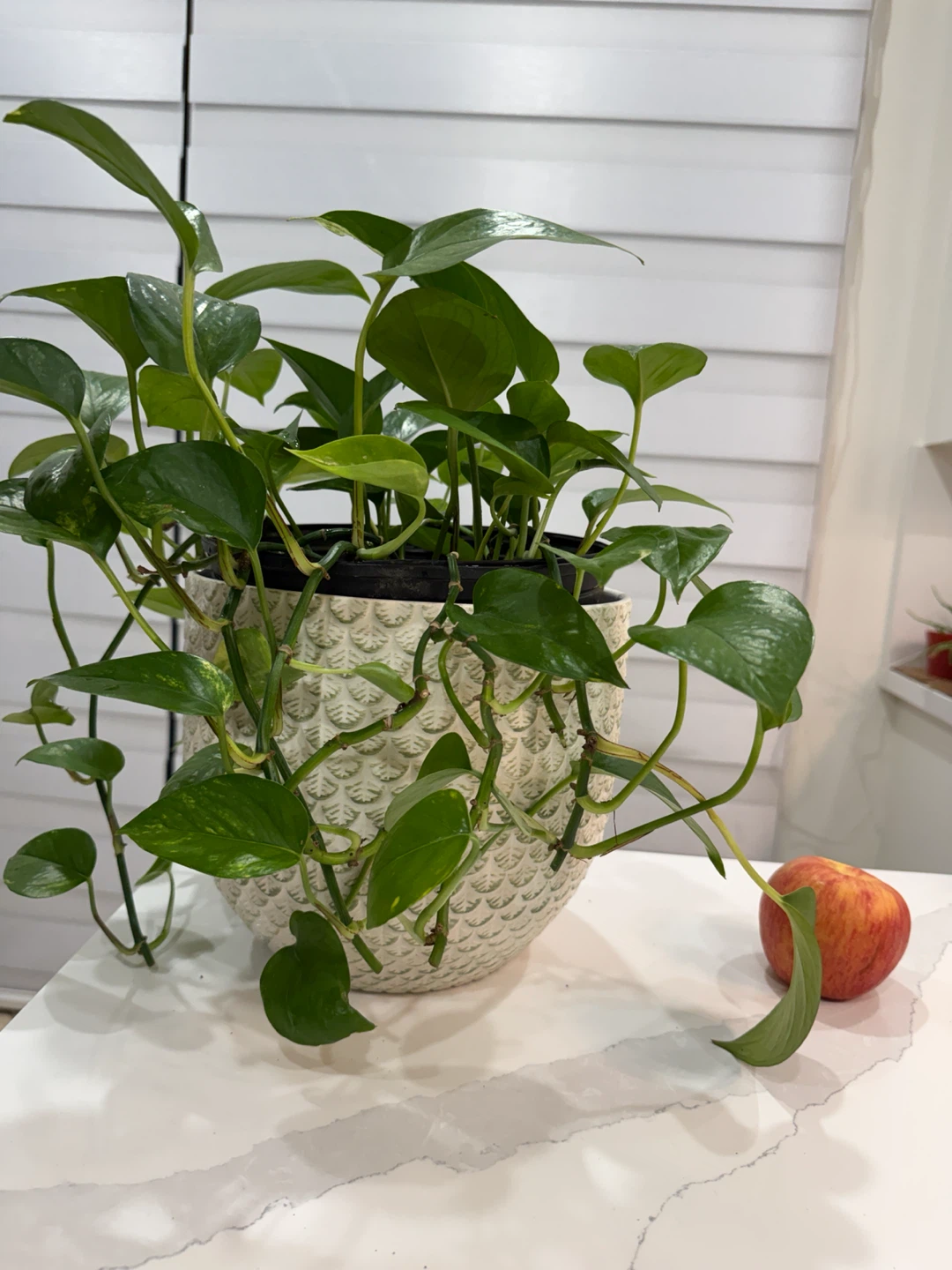 Big Pothos Plant in ceramic Textured Pot - photo 2
