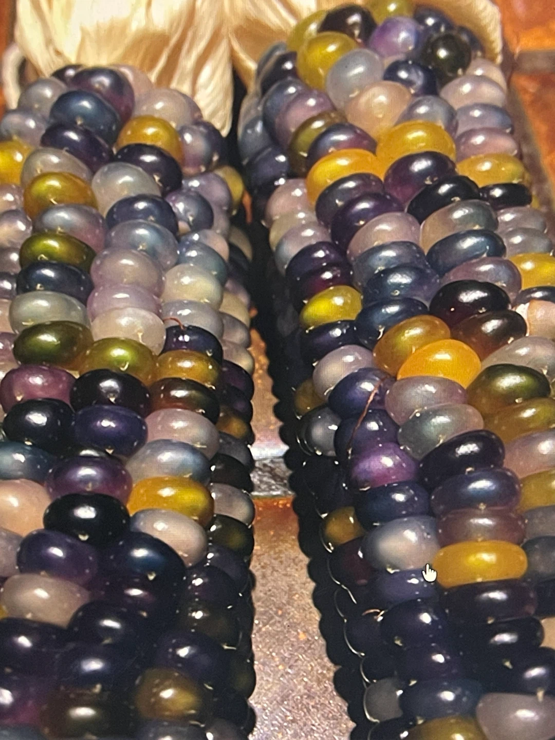 Glass gem vibrant blue Corn Plant in a tall black Pot