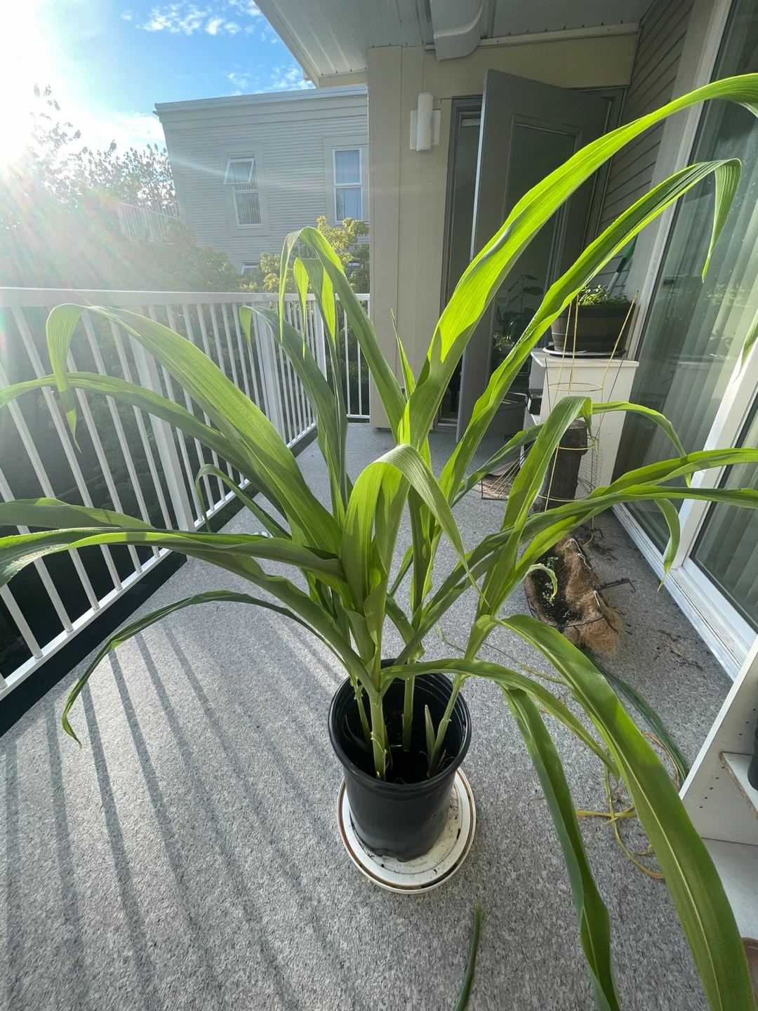Glass gem vibrant blue Corn Plant in a tall black Pot - photo 5