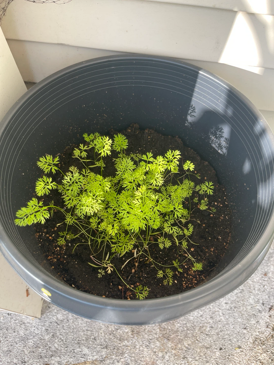 Carrot bushes In a Large Grey Plastic Planter Pot with Saucer