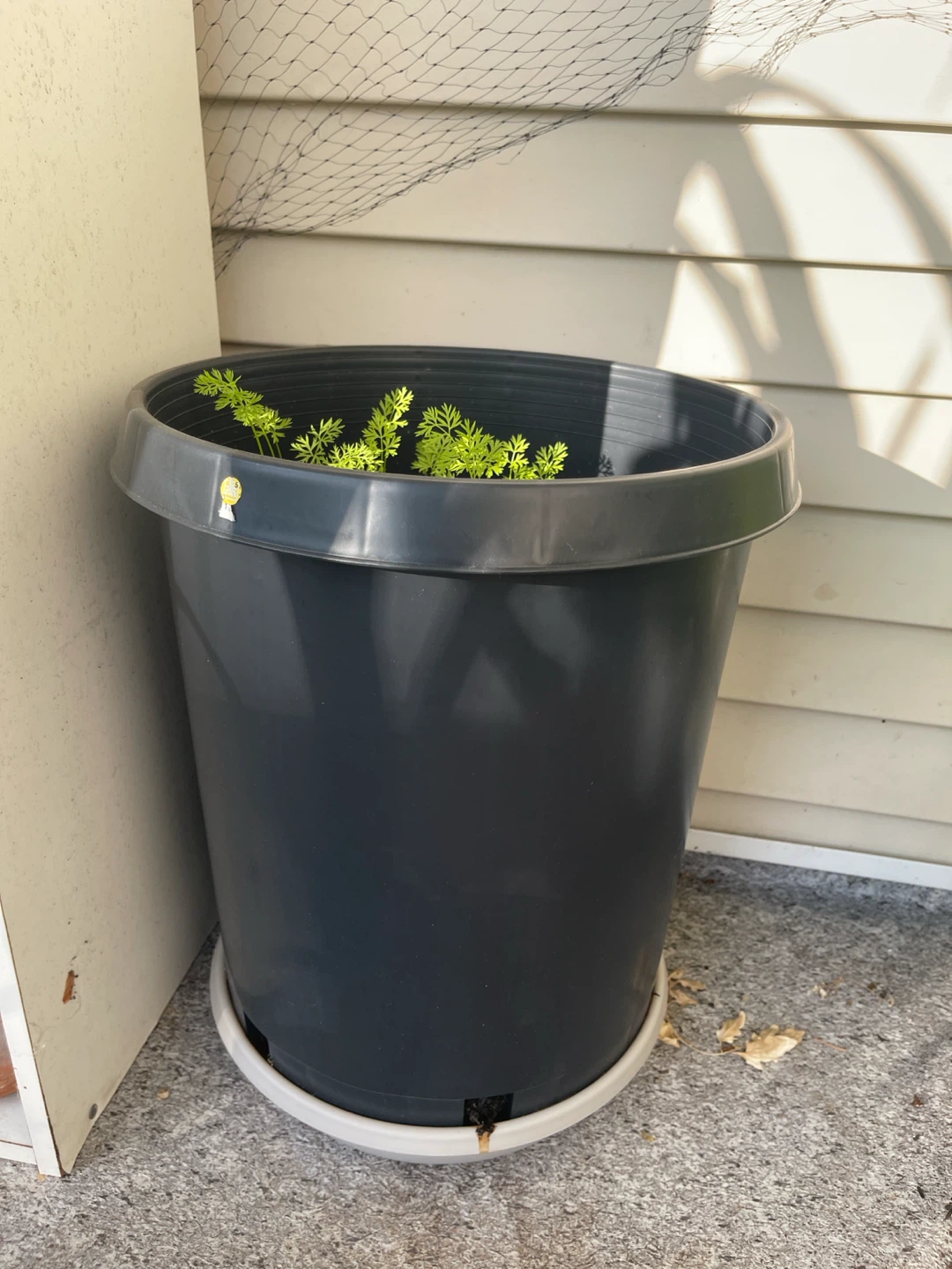 Carrot bushes In a Large Grey Plastic Planter Pot with Saucer - photo 2