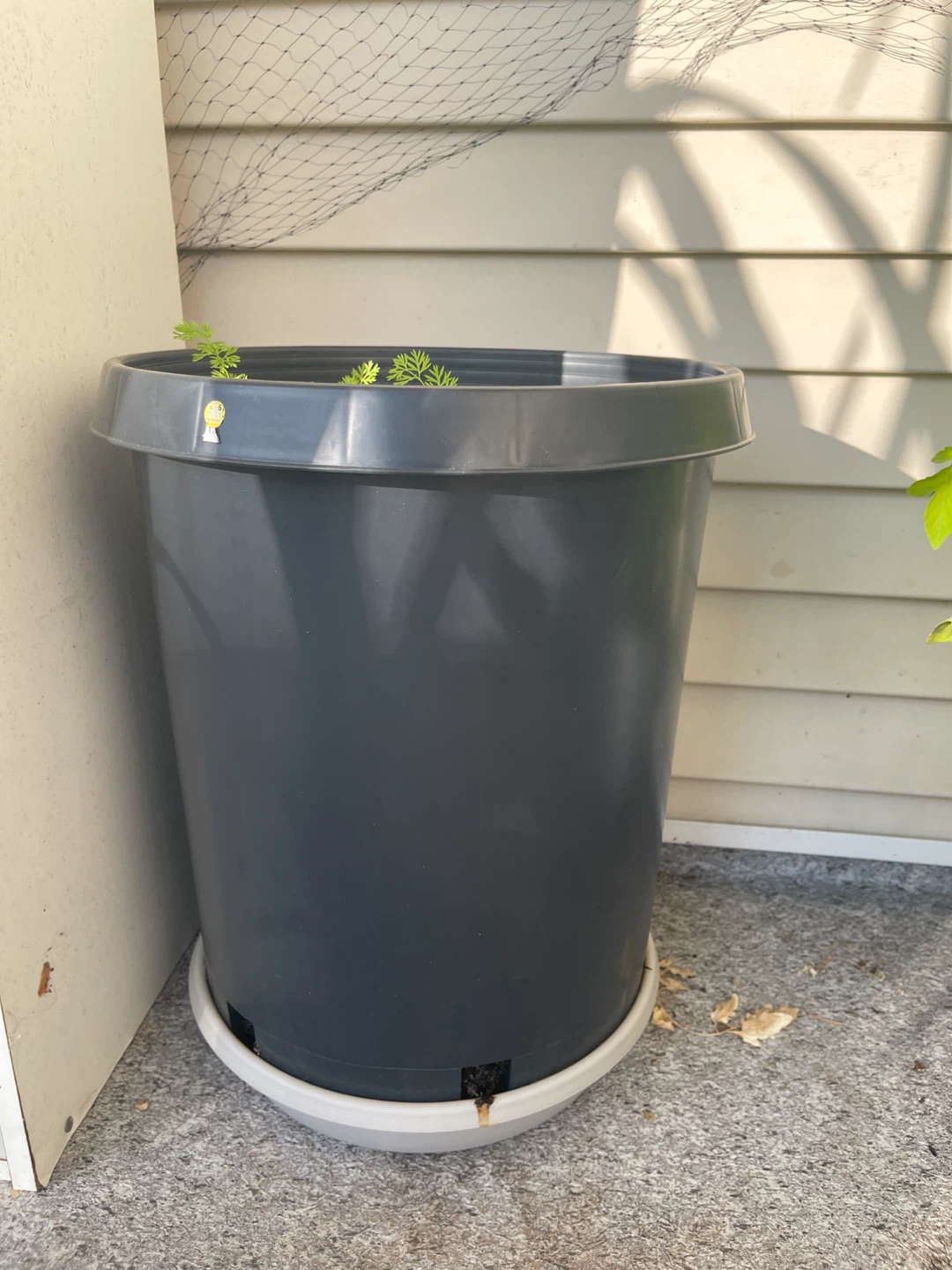 Carrot bushes In a Large Grey Plastic Planter Pot with Saucer - photo 3