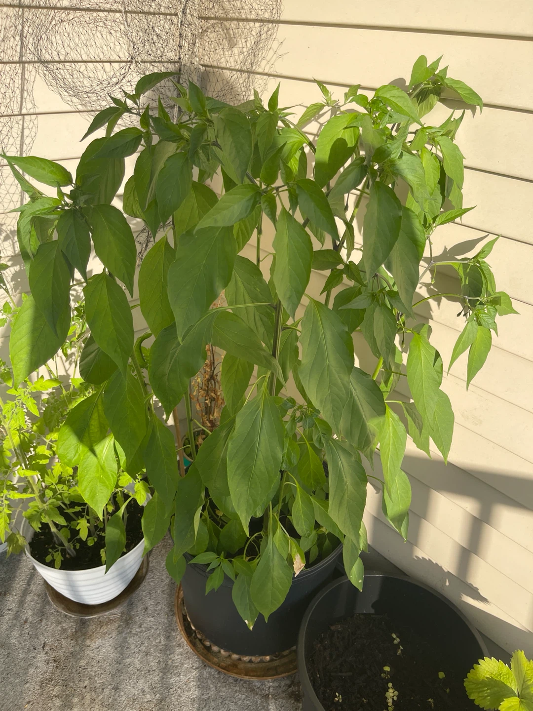 Healthy multi-color Pepper Plant