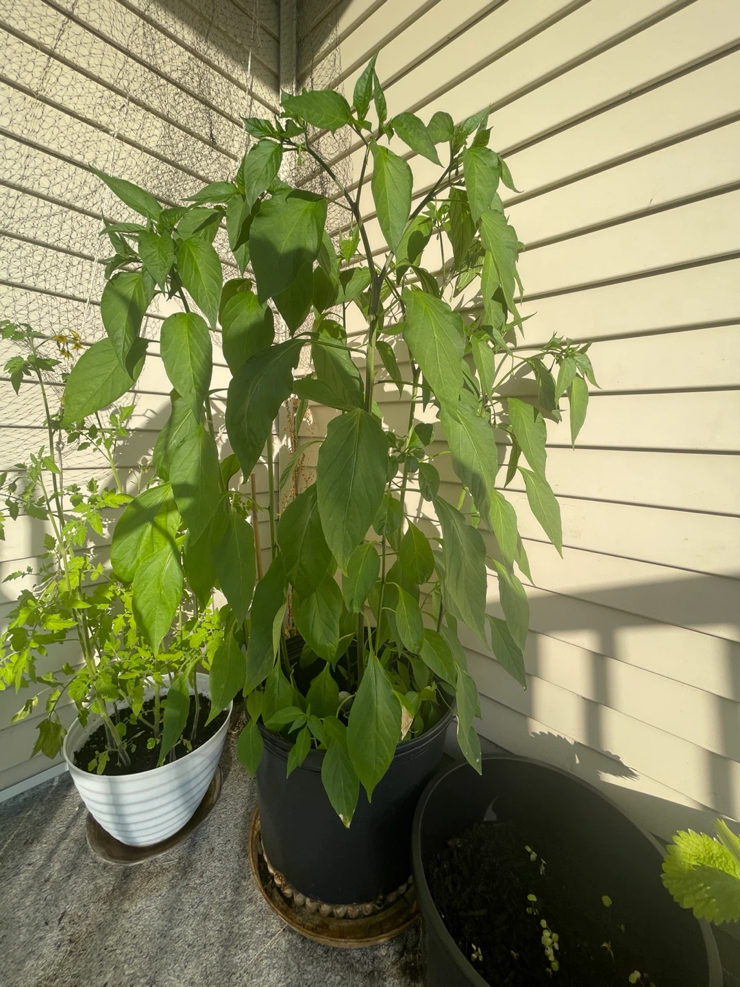 Healthy multi-color Pepper Plant - photo 2