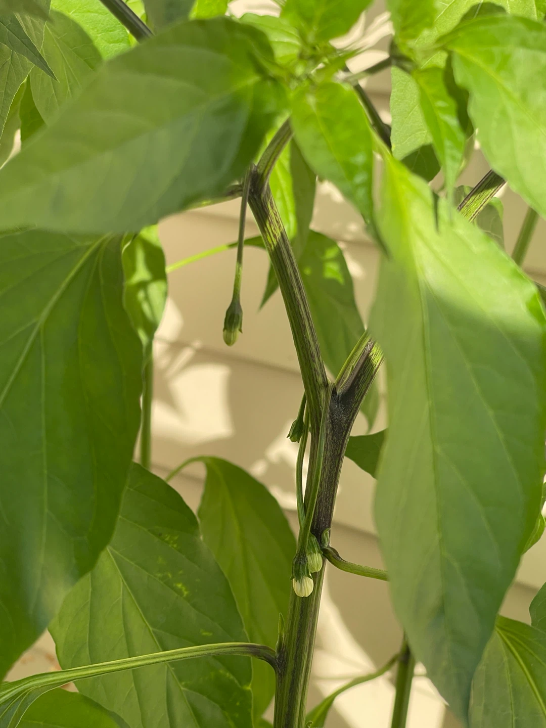 Healthy multi-color Pepper Plant - photo 3
