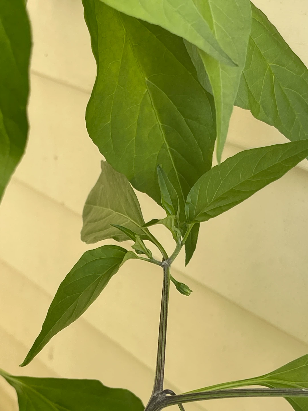 Healthy multi-color Pepper Plant - photo 4