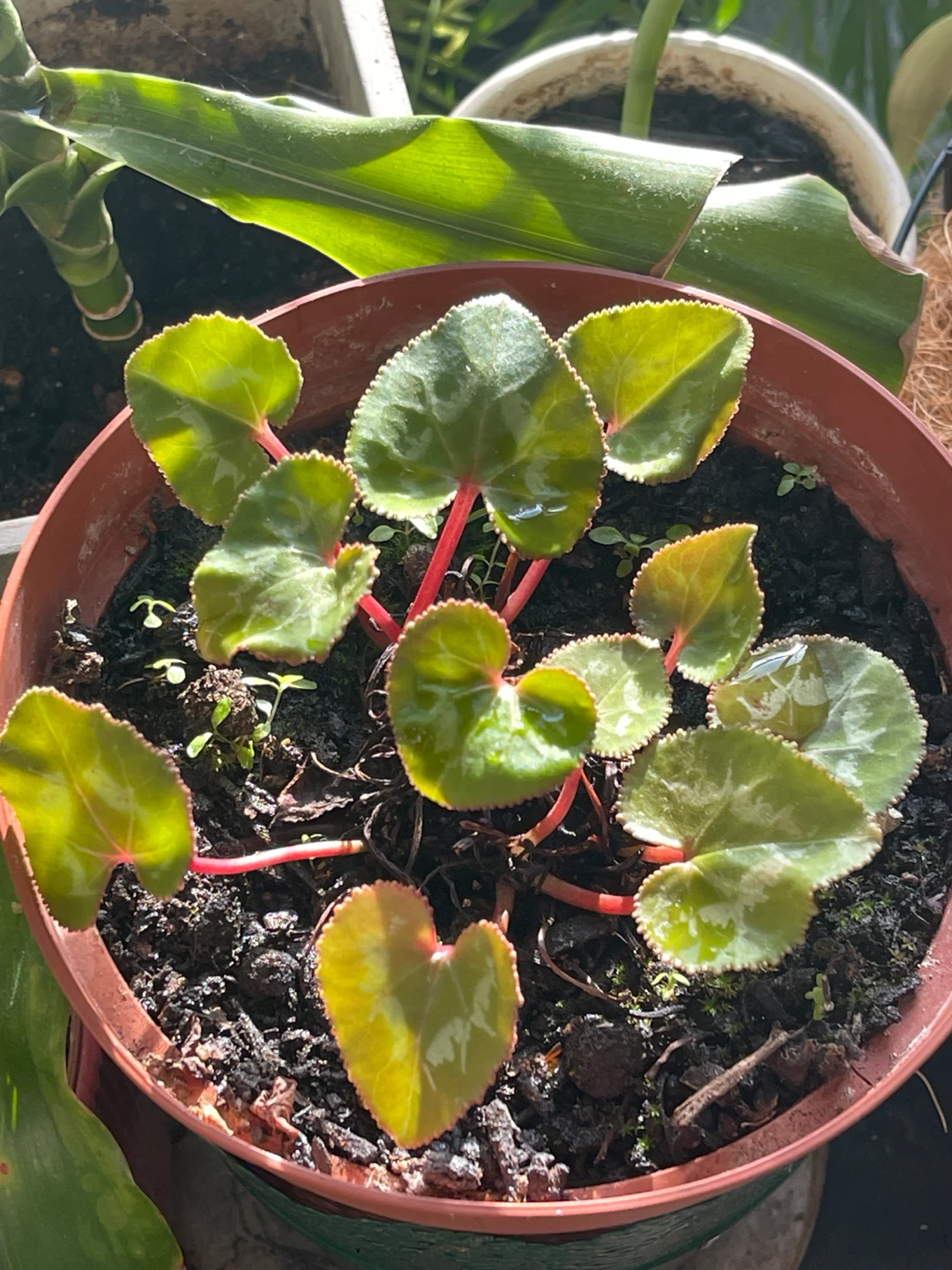 Potted Begonia Plant (blooms in winter with red flowers)