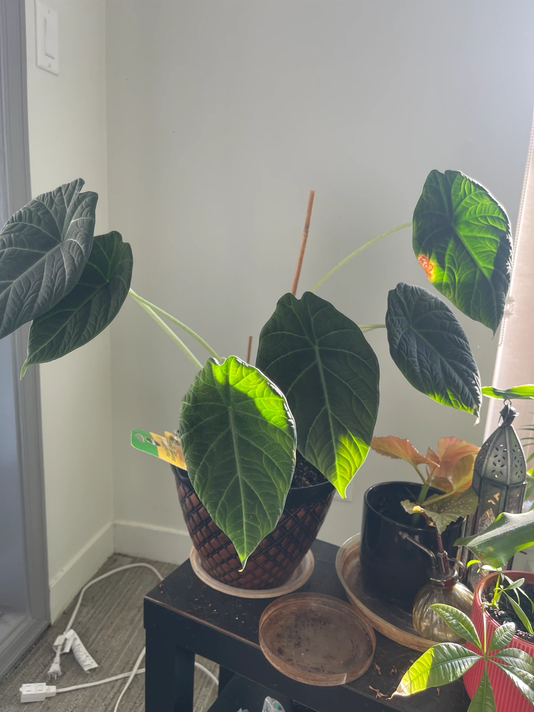 Alocasia 'Black Velvet' Plant
