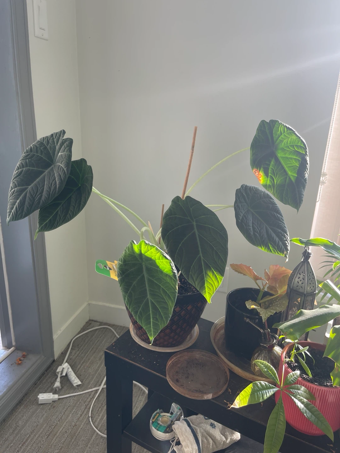 Alocasia 'Black Velvet' Plant - photo 2