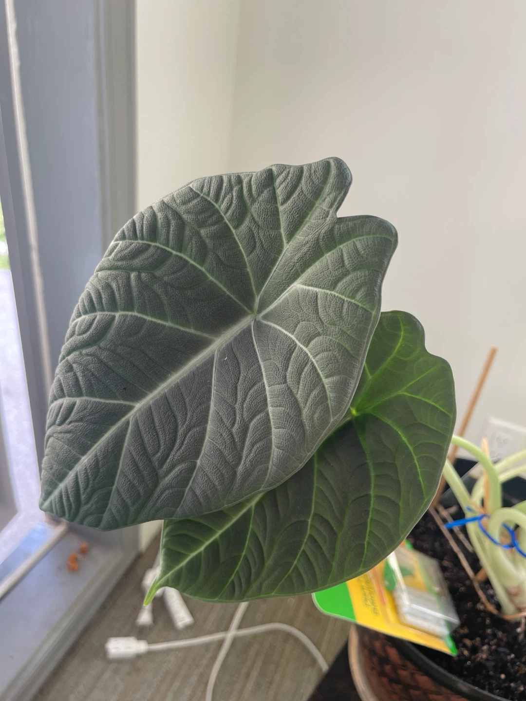 Alocasia 'Black Velvet' Plant - photo 3