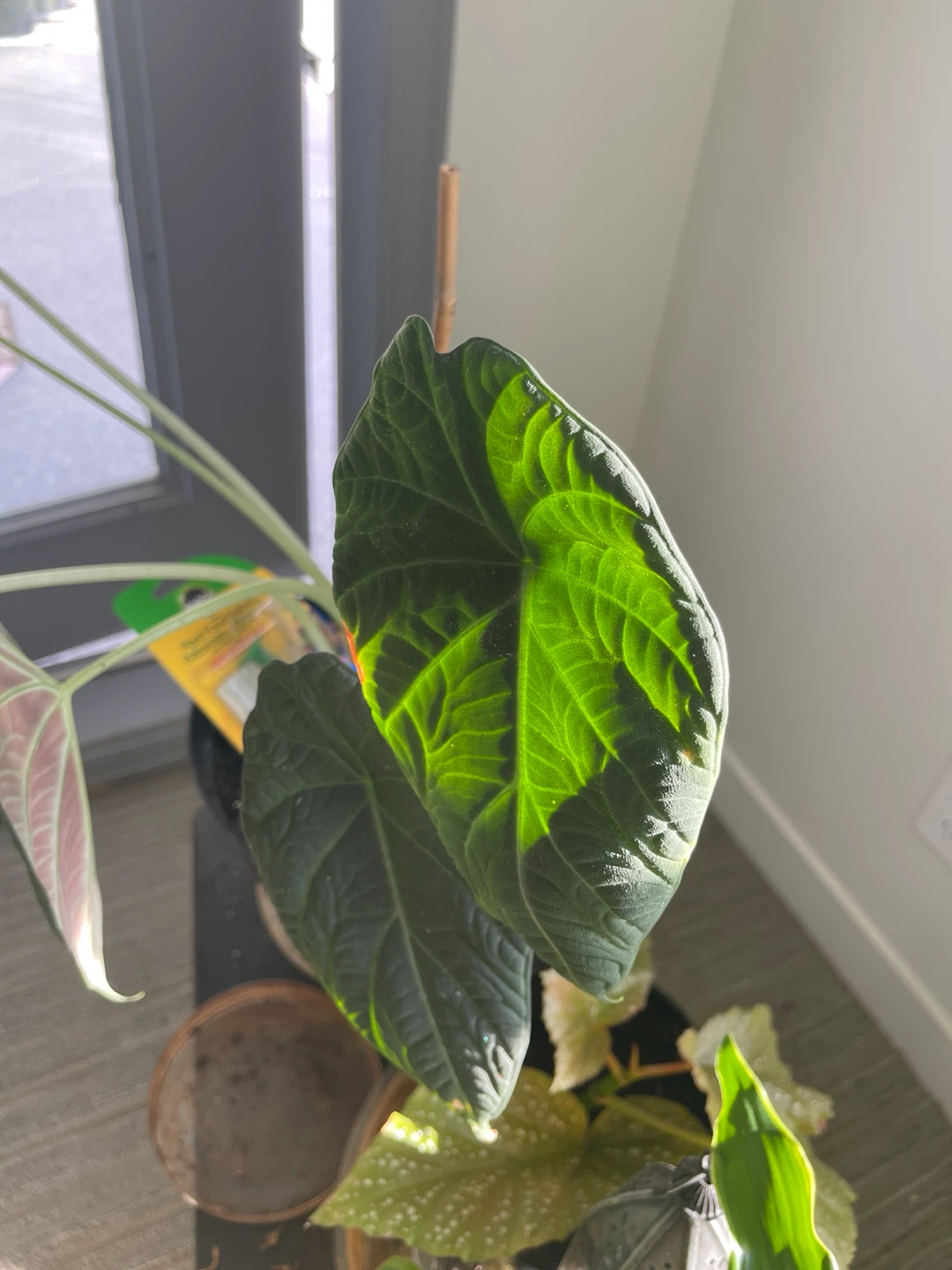 Alocasia 'Black Velvet' Plant - photo 4