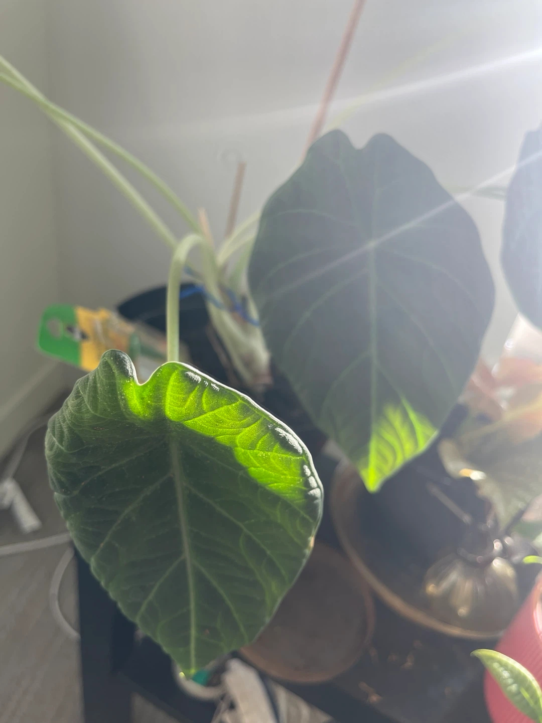 Alocasia 'Black Velvet' Plant - photo 5
