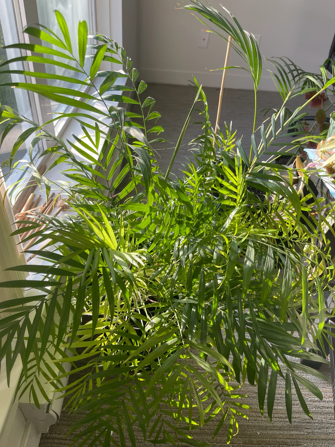 Big Parlor Palm Plant