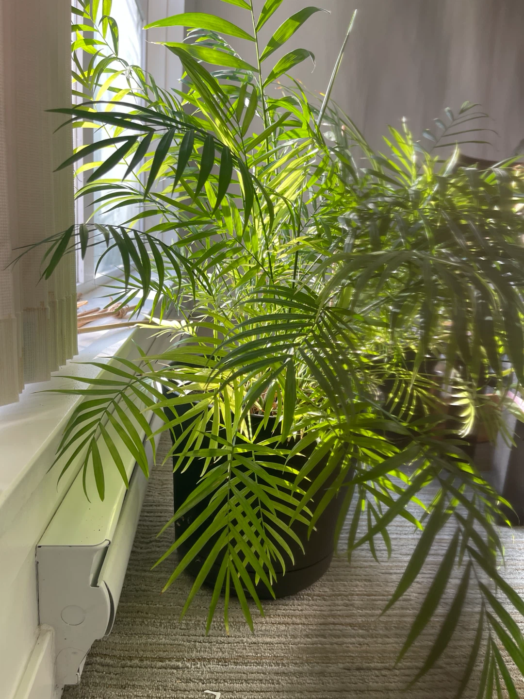Big Parlor Palm Plant - photo 2