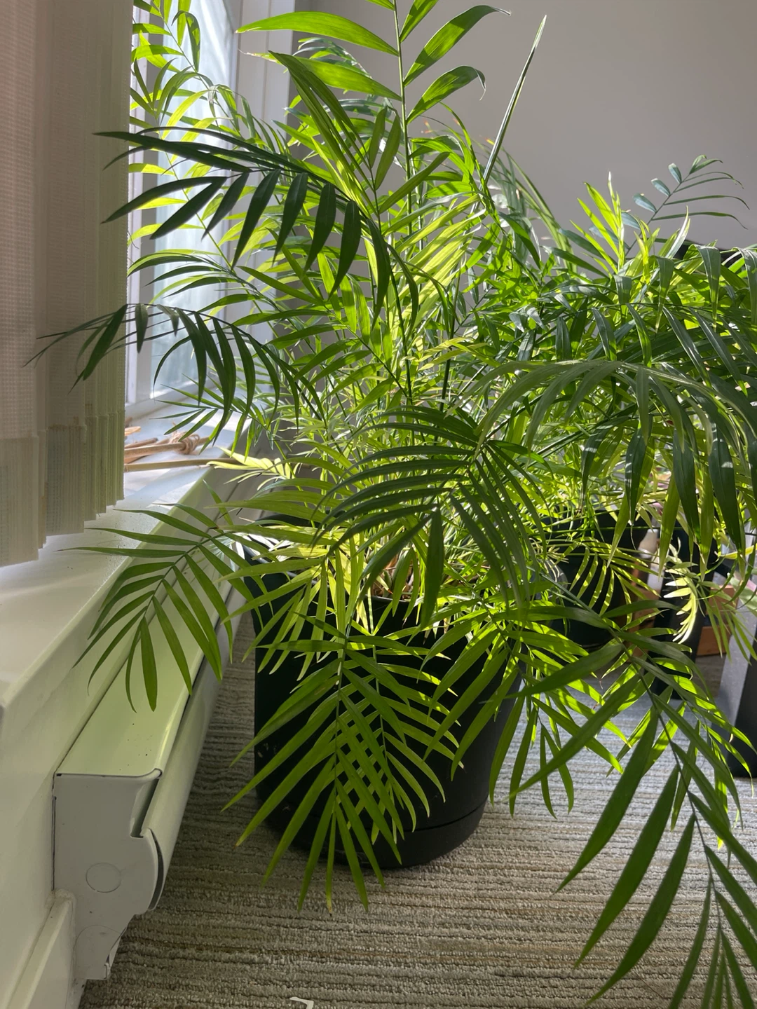 Big Parlor Palm Plant - photo 3