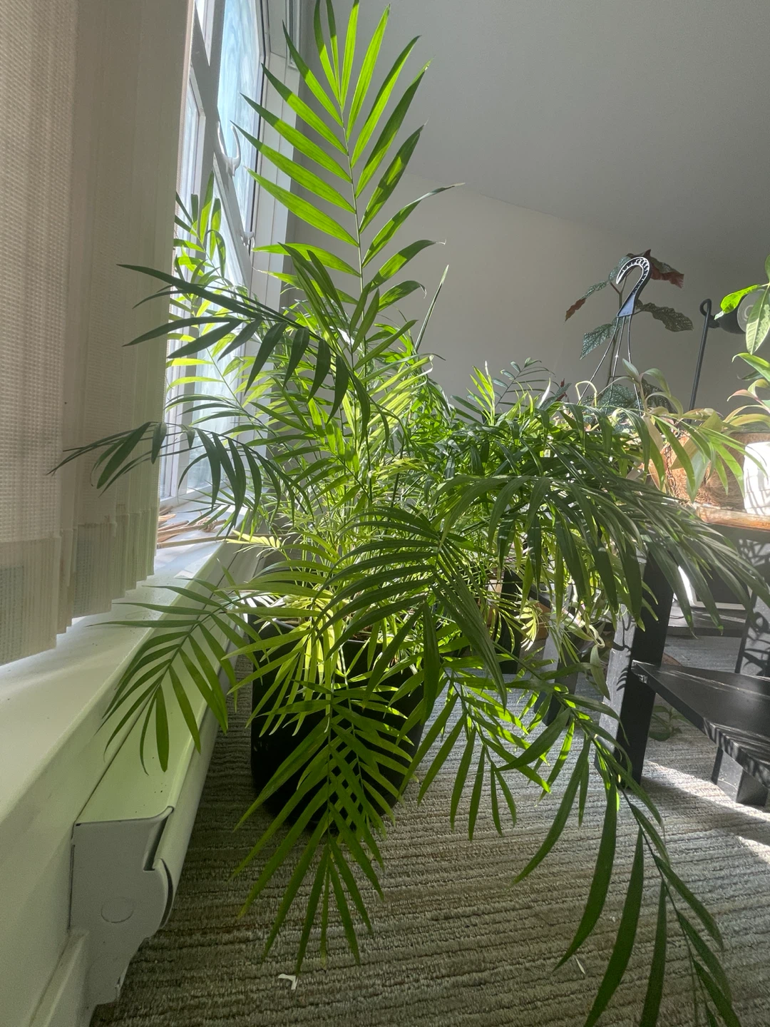 Big Parlor Palm Plant - photo 4