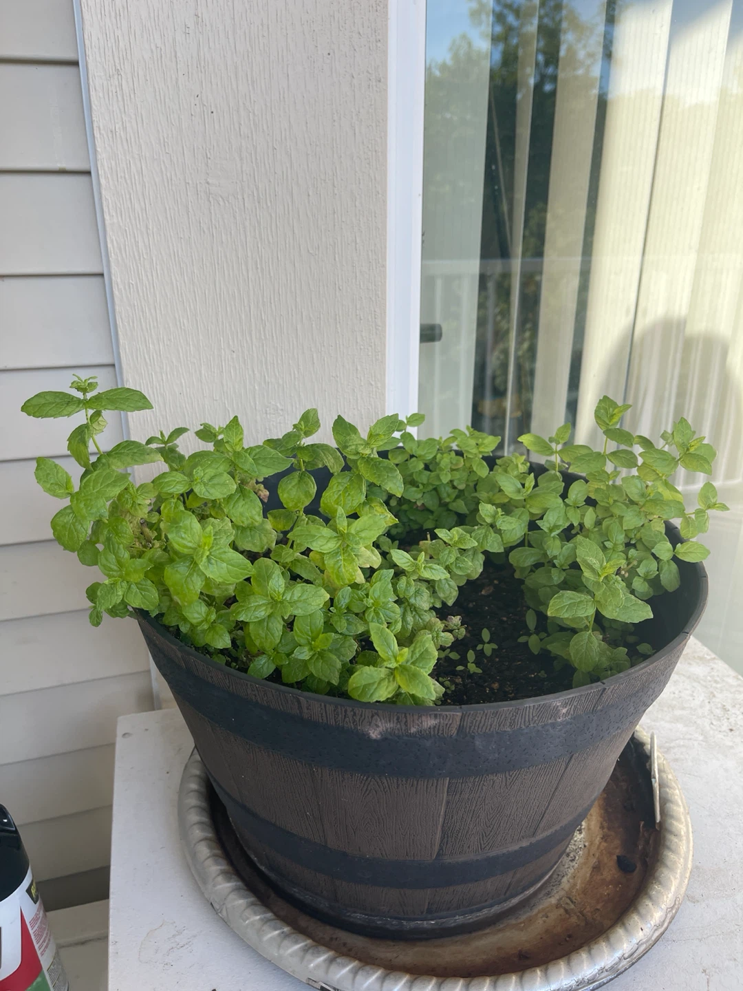 Citrus Mint plant in a barrel planter